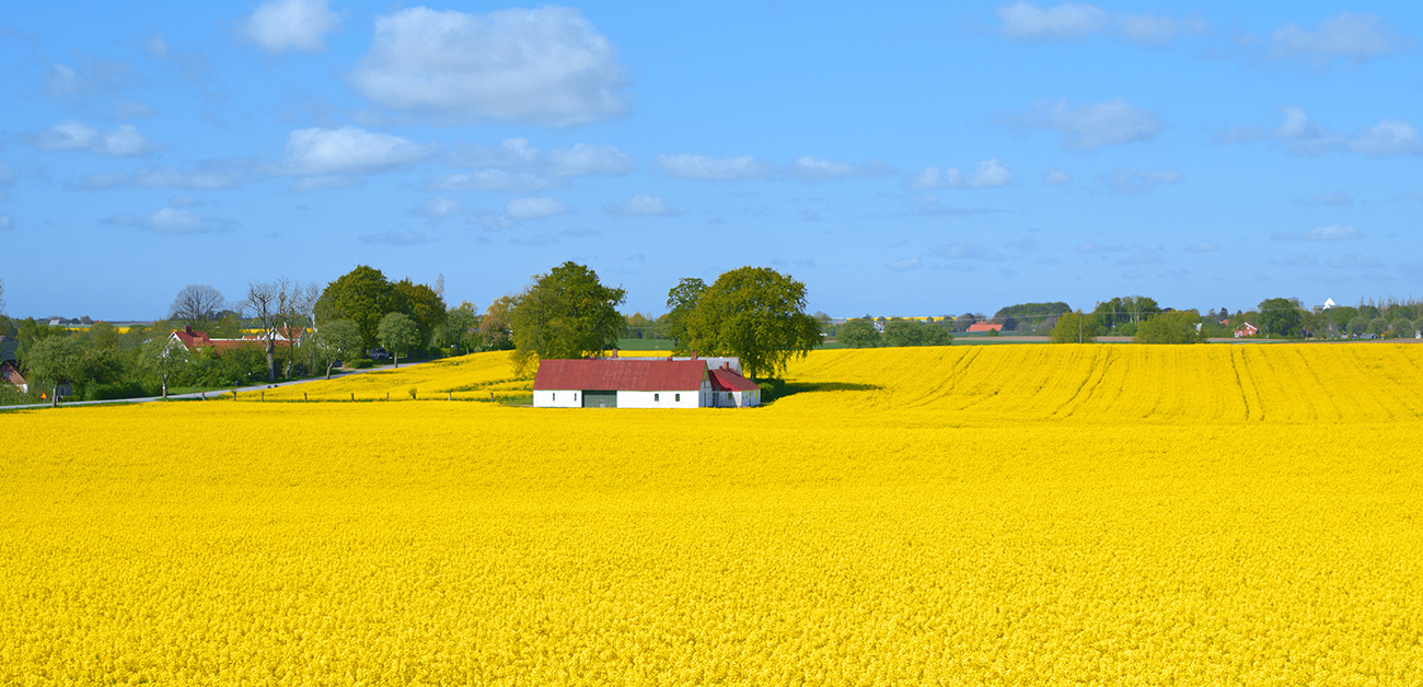 Bild som beskriver Nationell linjär reklam